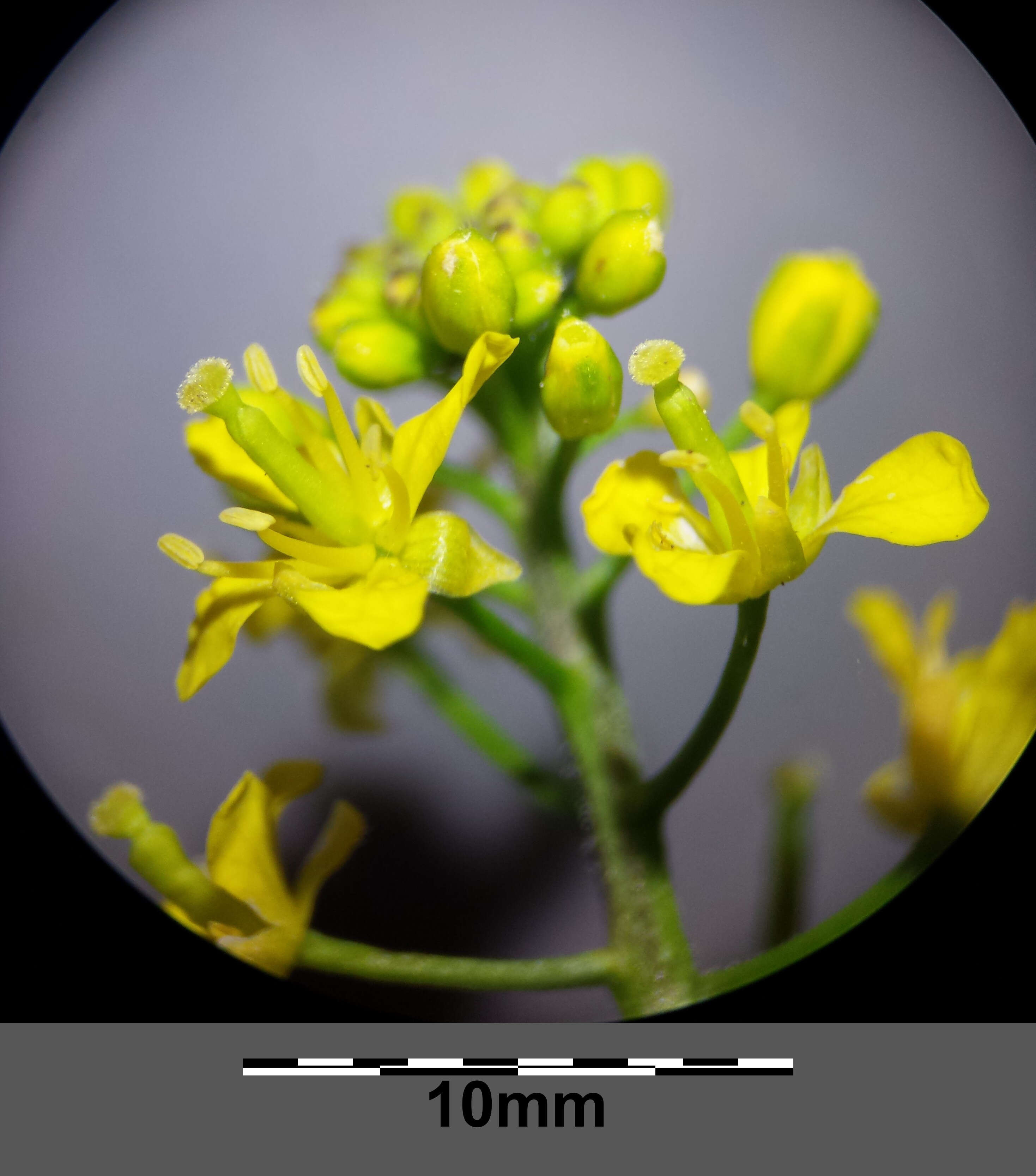 Image of creeping yellowcress