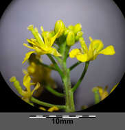 Image of creeping yellowcress