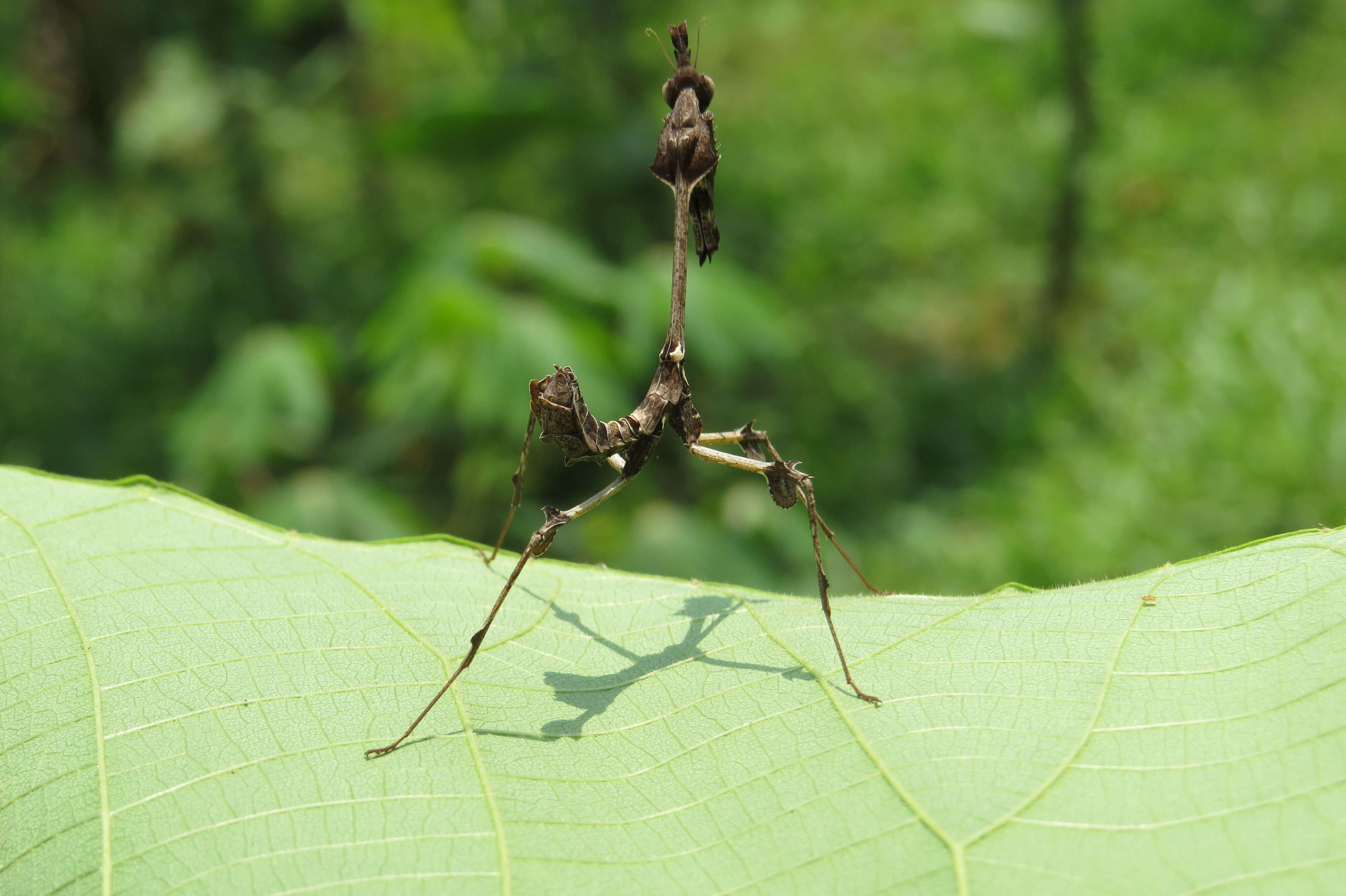 Image of Gongylus