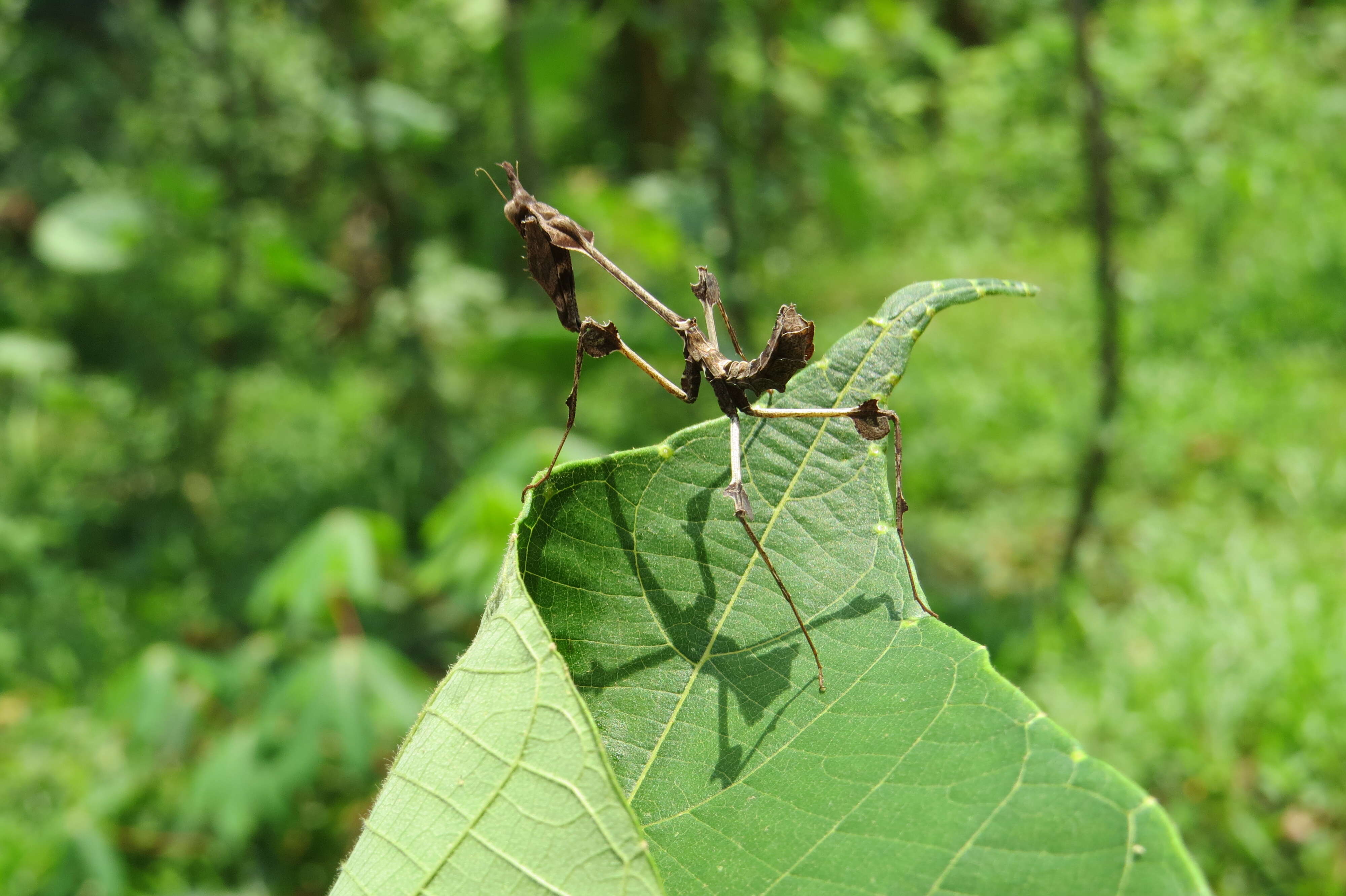 Image of Gongylus