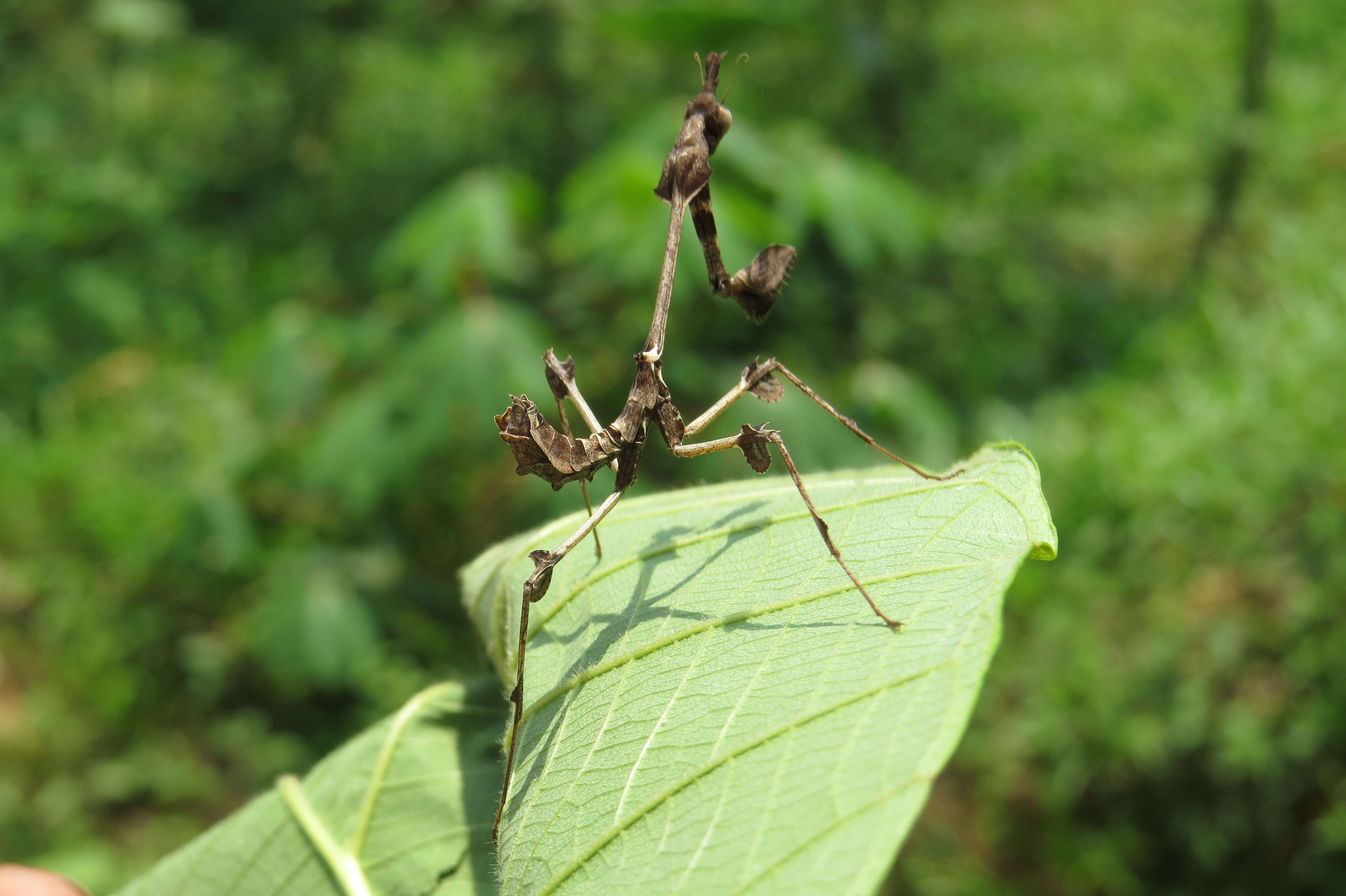 Image of Gongylus