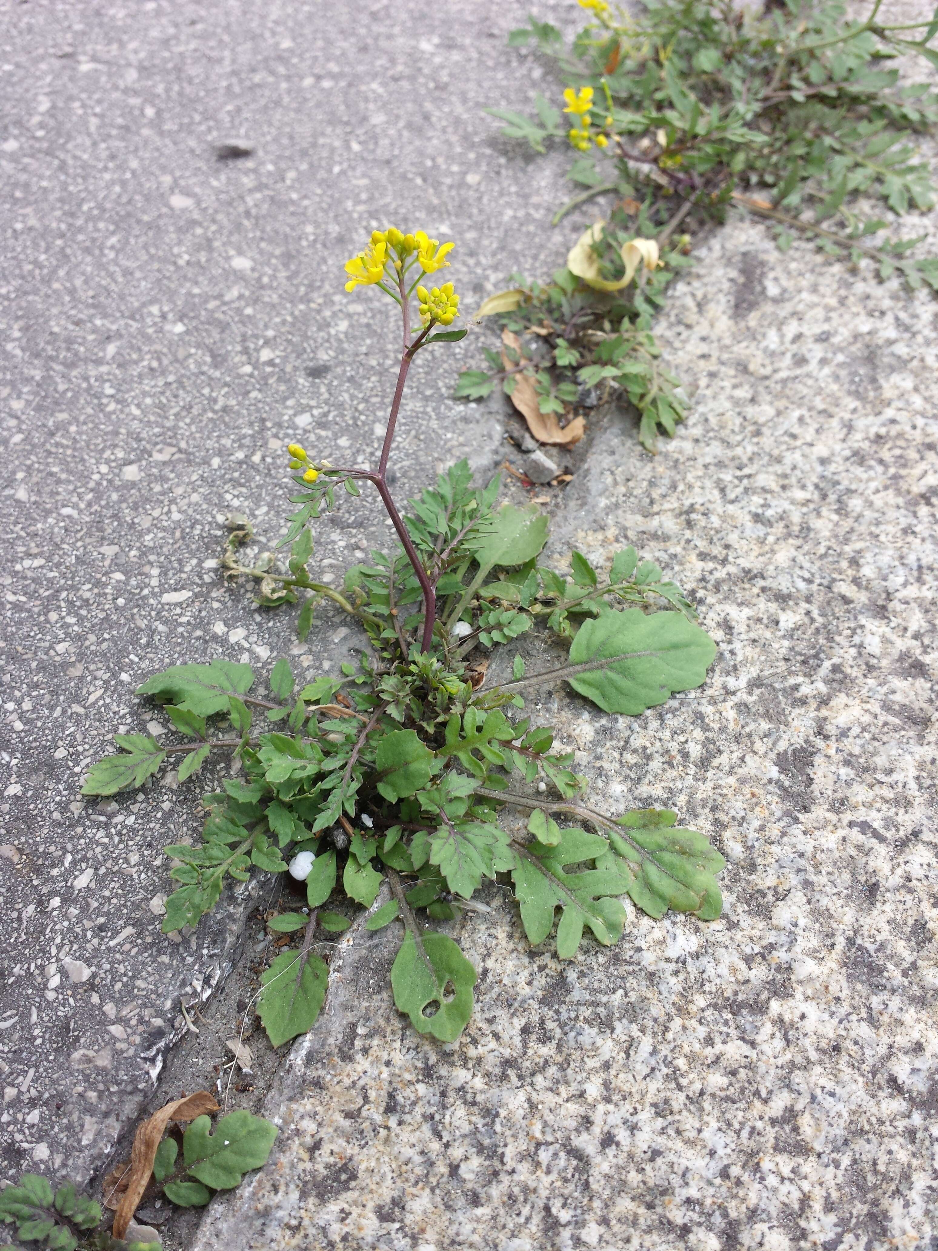 Image of creeping yellowcress