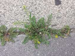 Image of creeping yellowcress