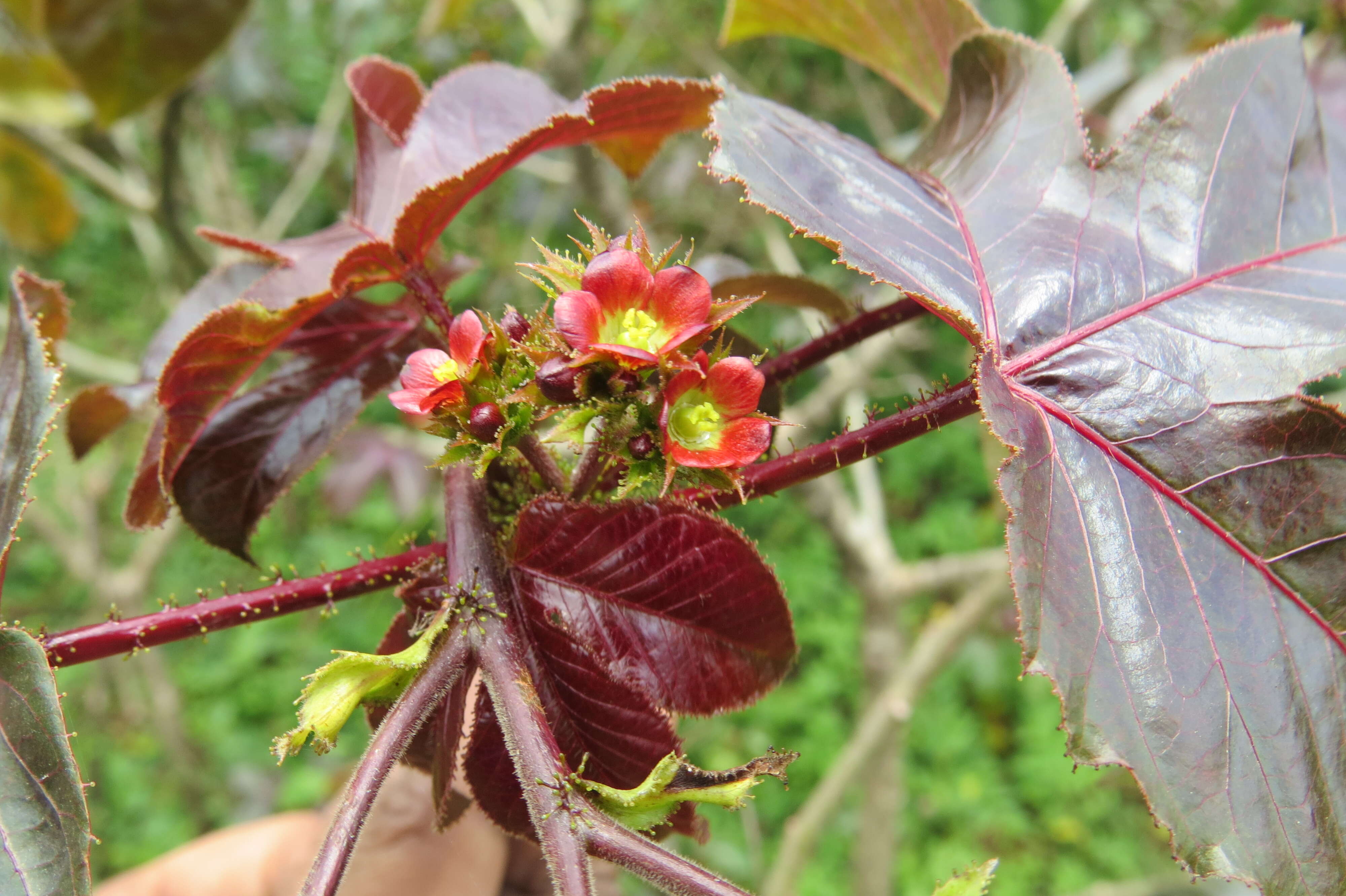 Image of bellyache bush