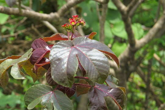 Image of bellyache bush