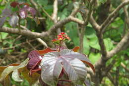 Image of bellyache bush