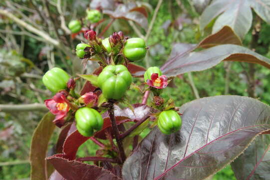 Image of bellyache bush