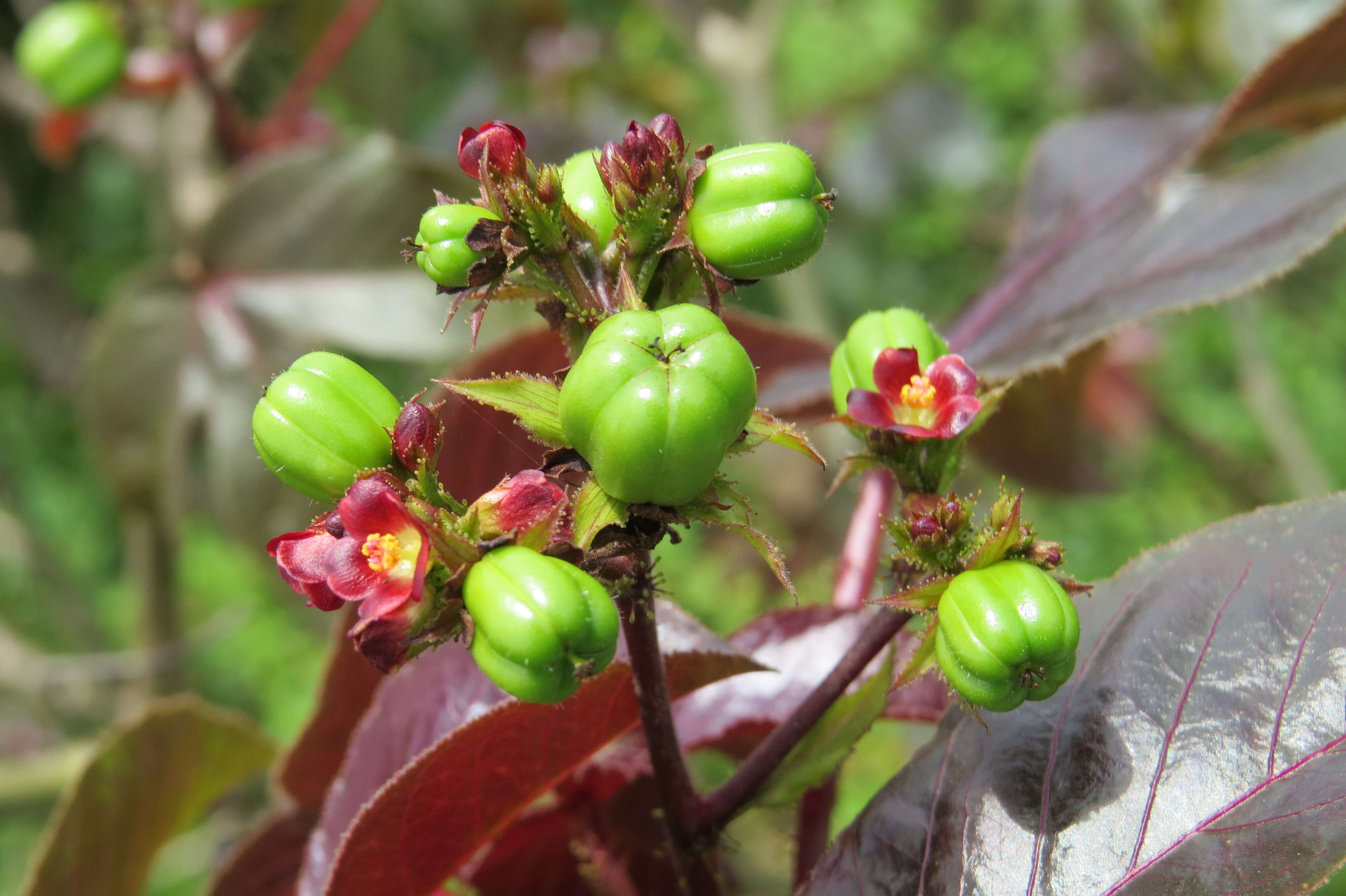 Image of bellyache bush