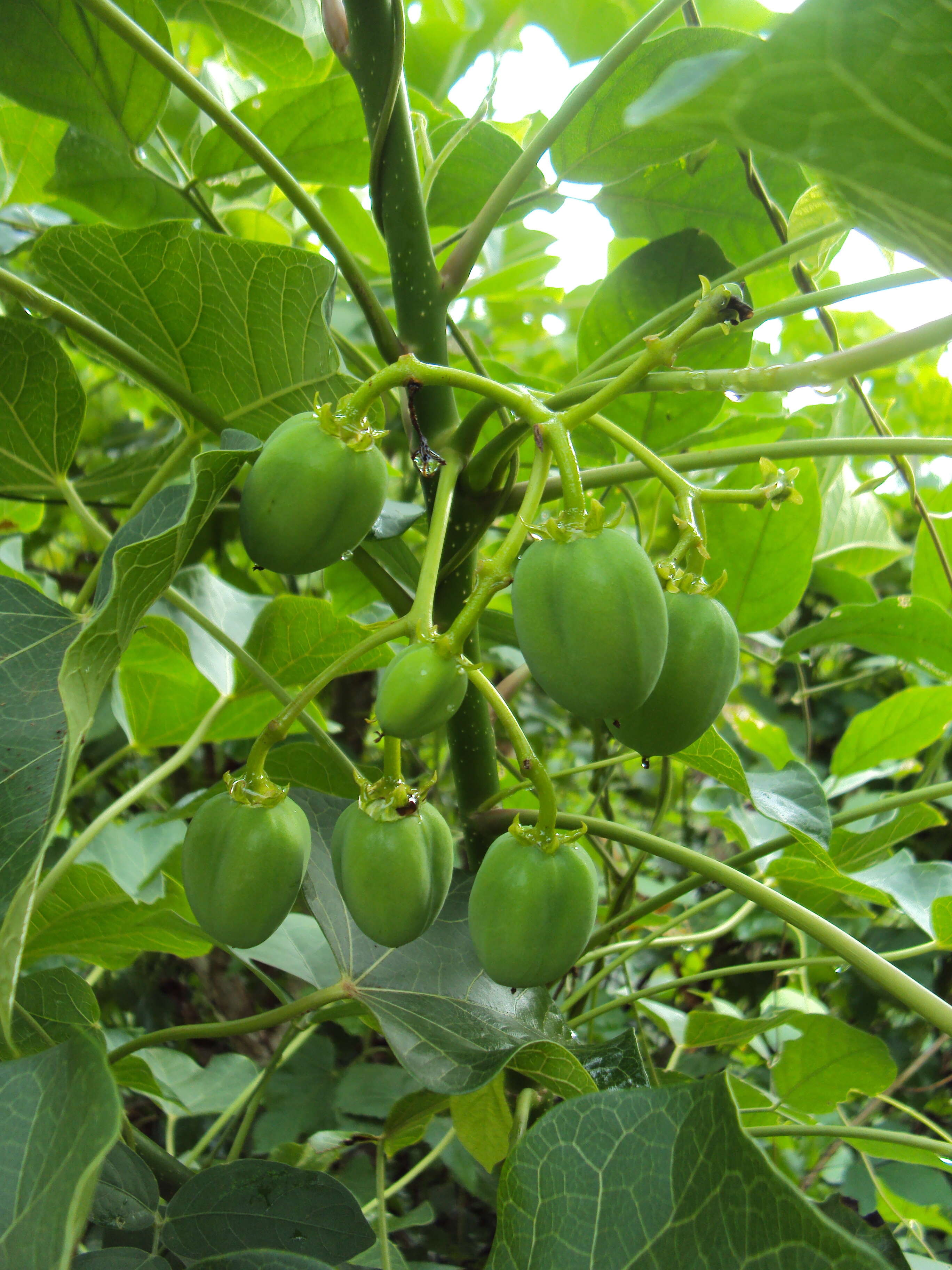 Image of Barbados nut