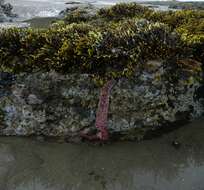 Image of ochre sea star