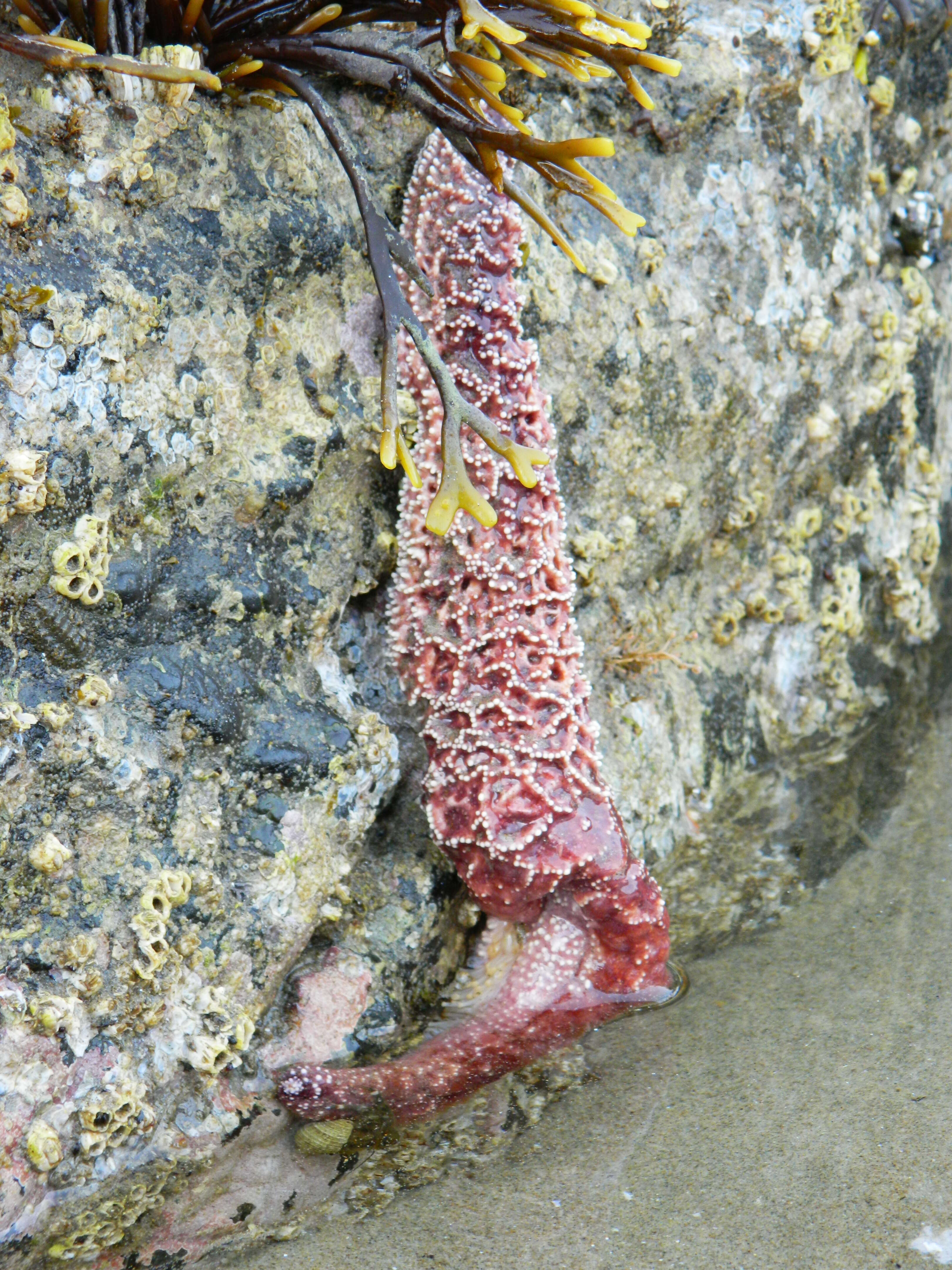 Image of ochre sea star