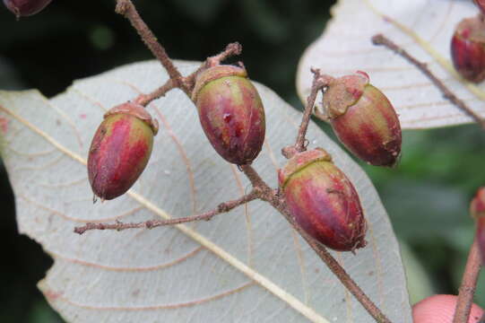 Plancia ëd Lagerstroemia microcarpa Wight