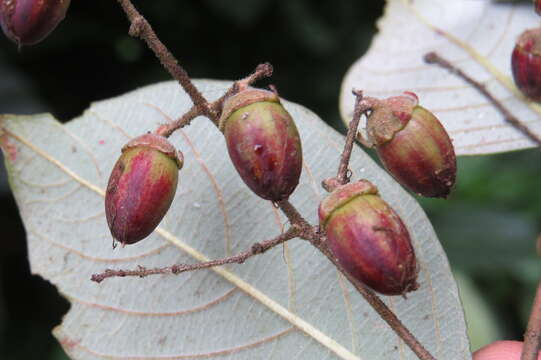 Image of Lagerstroemia microcarpa Wight