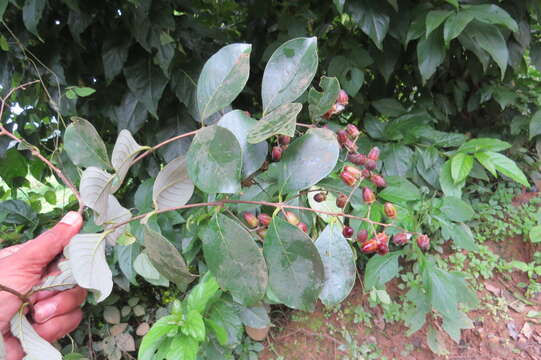 Image of Lagerstroemia microcarpa Wight