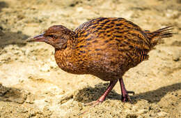 Image of Weka