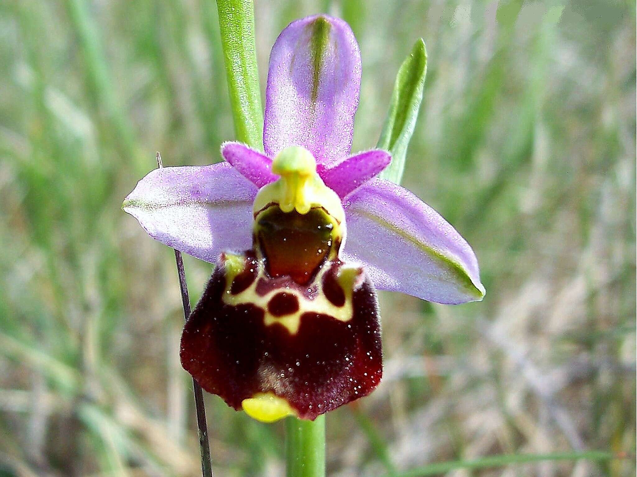 Image of late spider-orchid