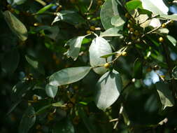 Image of Chinese banyan