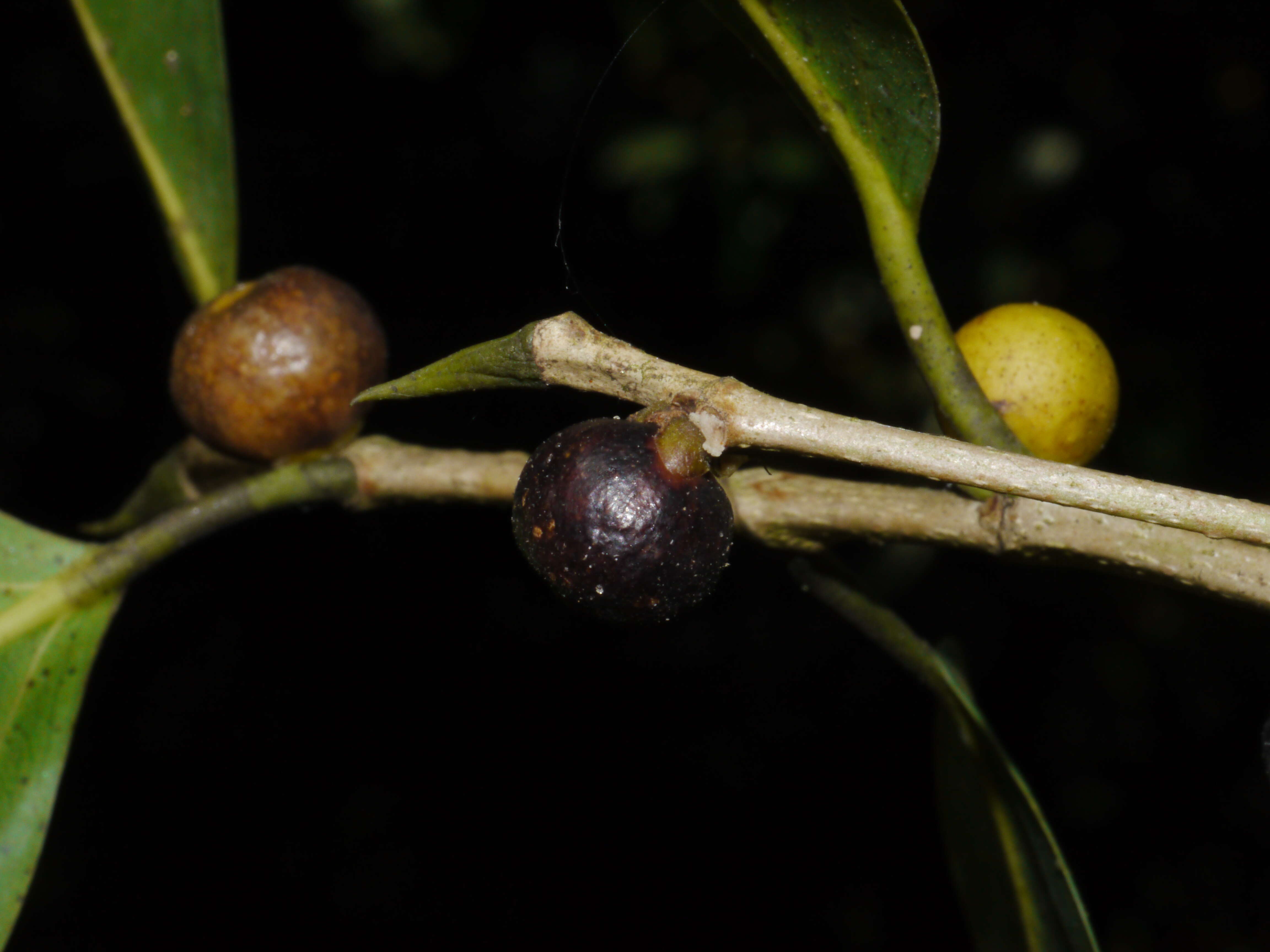 Image de Ficus microcarpa L. fil.