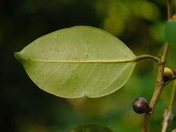 Image de Ficus microcarpa L. fil.