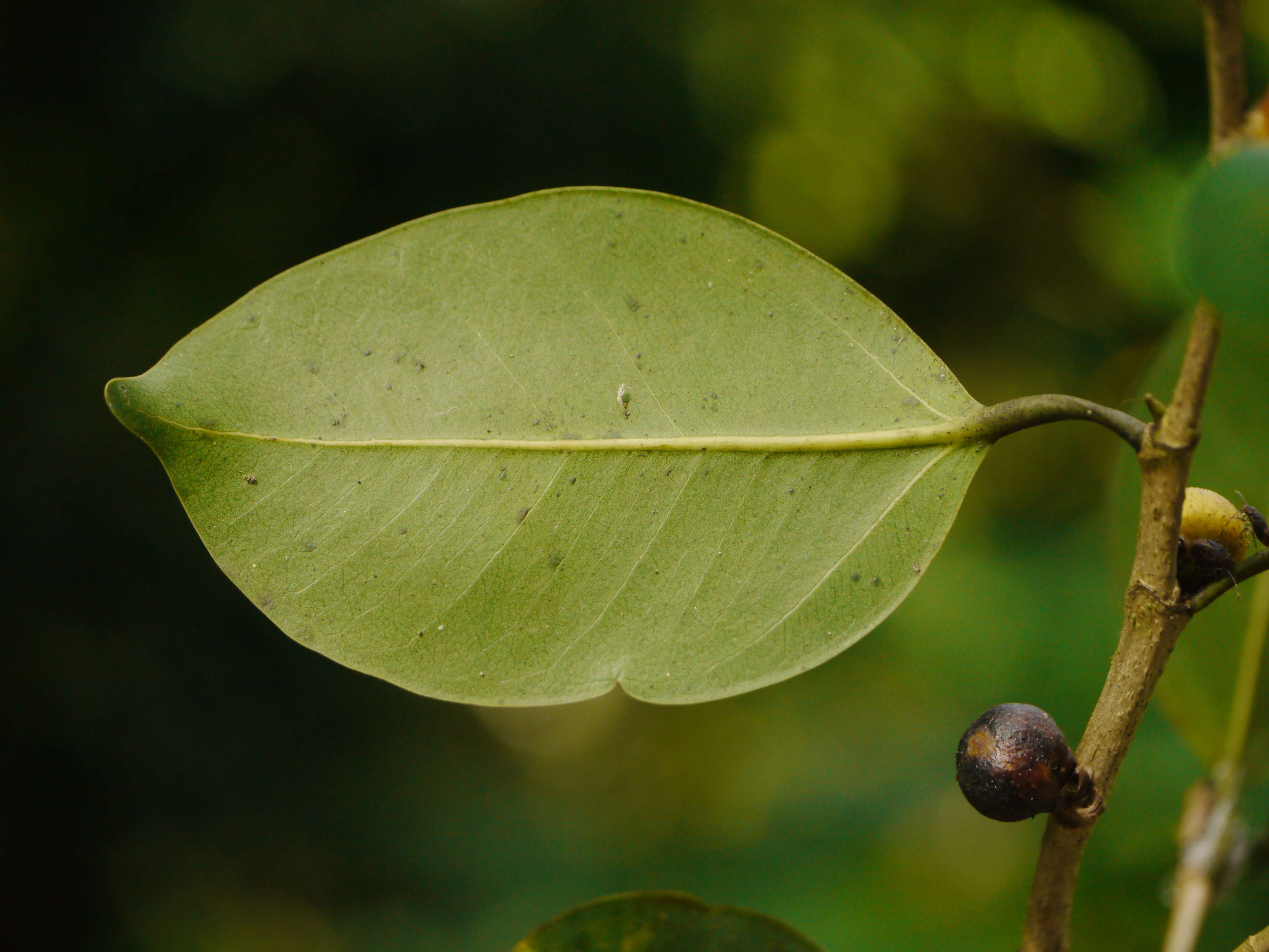 Image of Chinese banyan