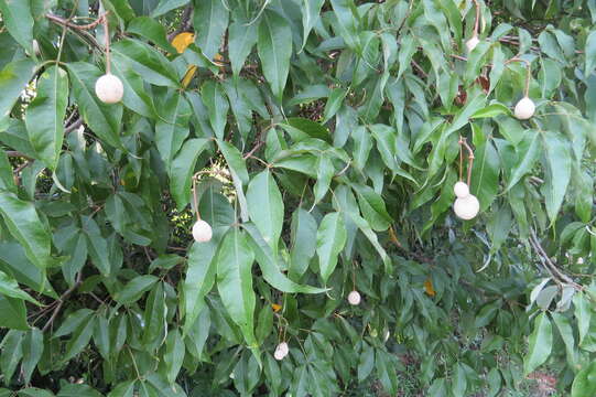 Image of sacred garlic pear