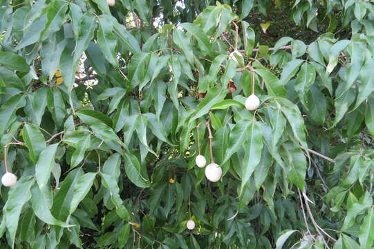 Image of sacred garlic pear