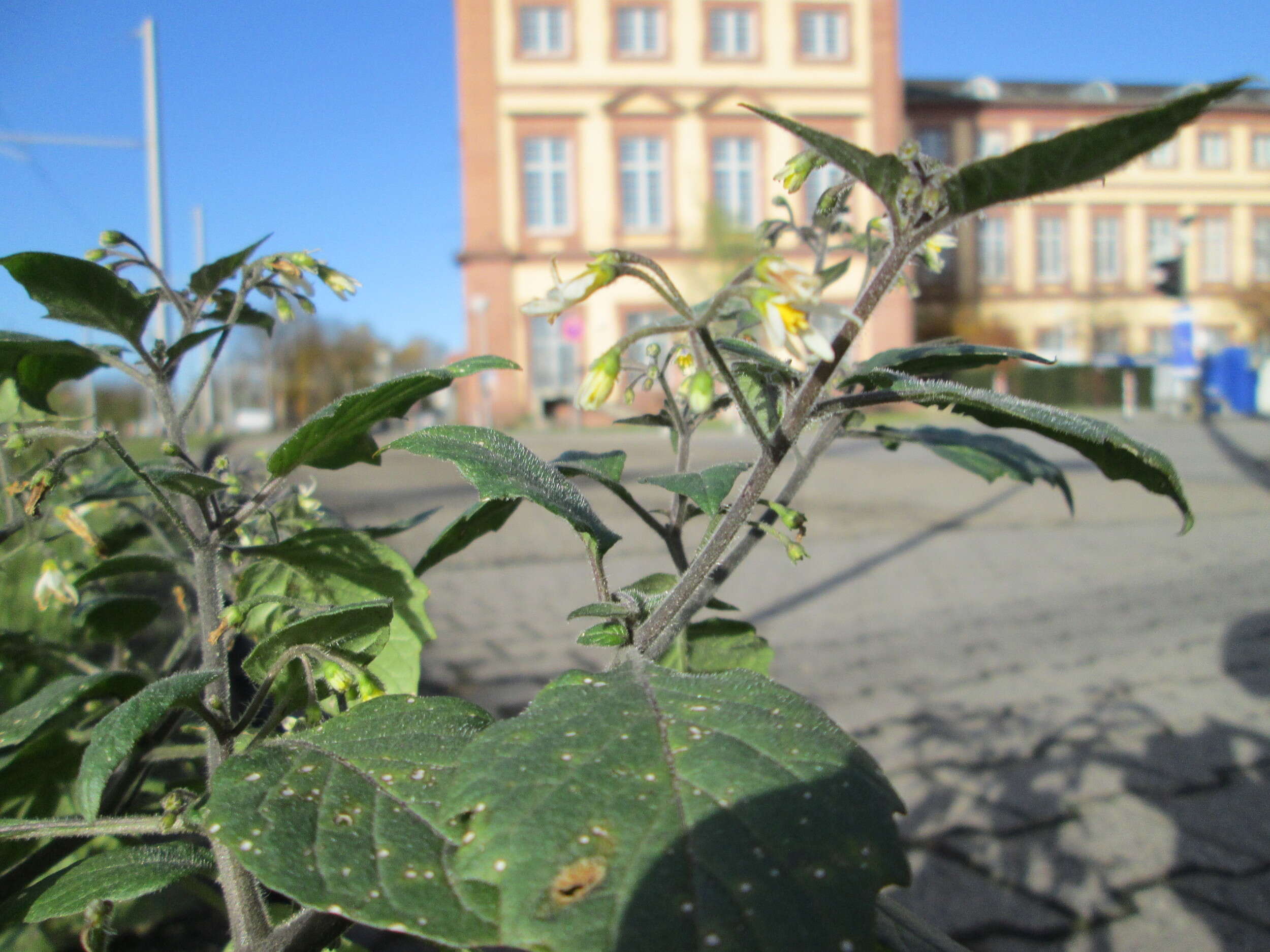 Image of European Black Nightshade