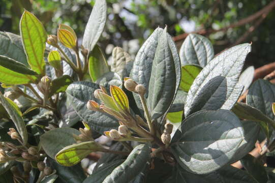 Sivun Rhodomyrtus tomentosa (Aiton) Hassk. kuva