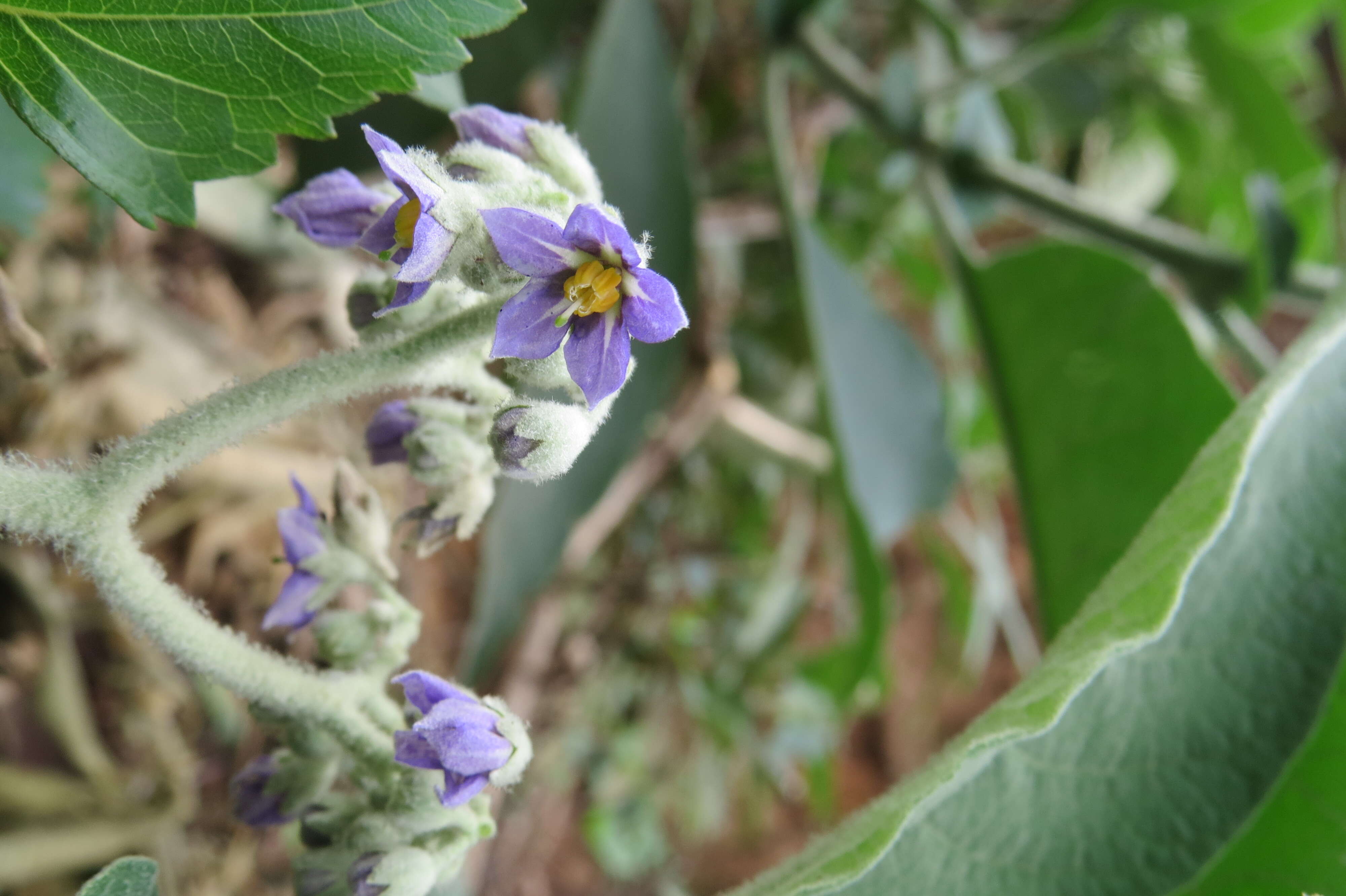 Image of earleaf nightshade