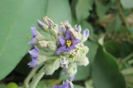 Image of earleaf nightshade