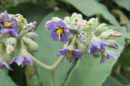 Image of earleaf nightshade