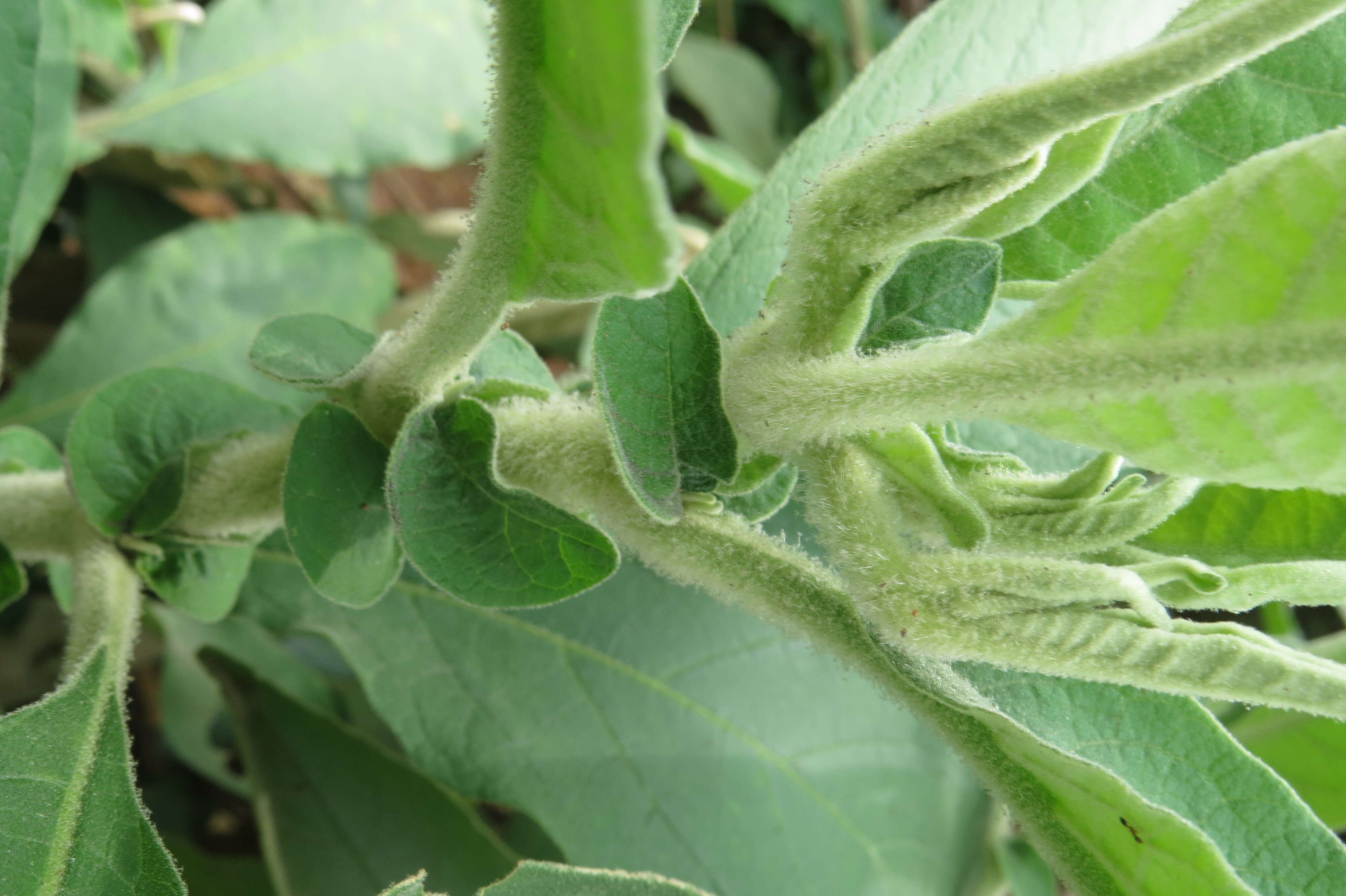 Image of earleaf nightshade