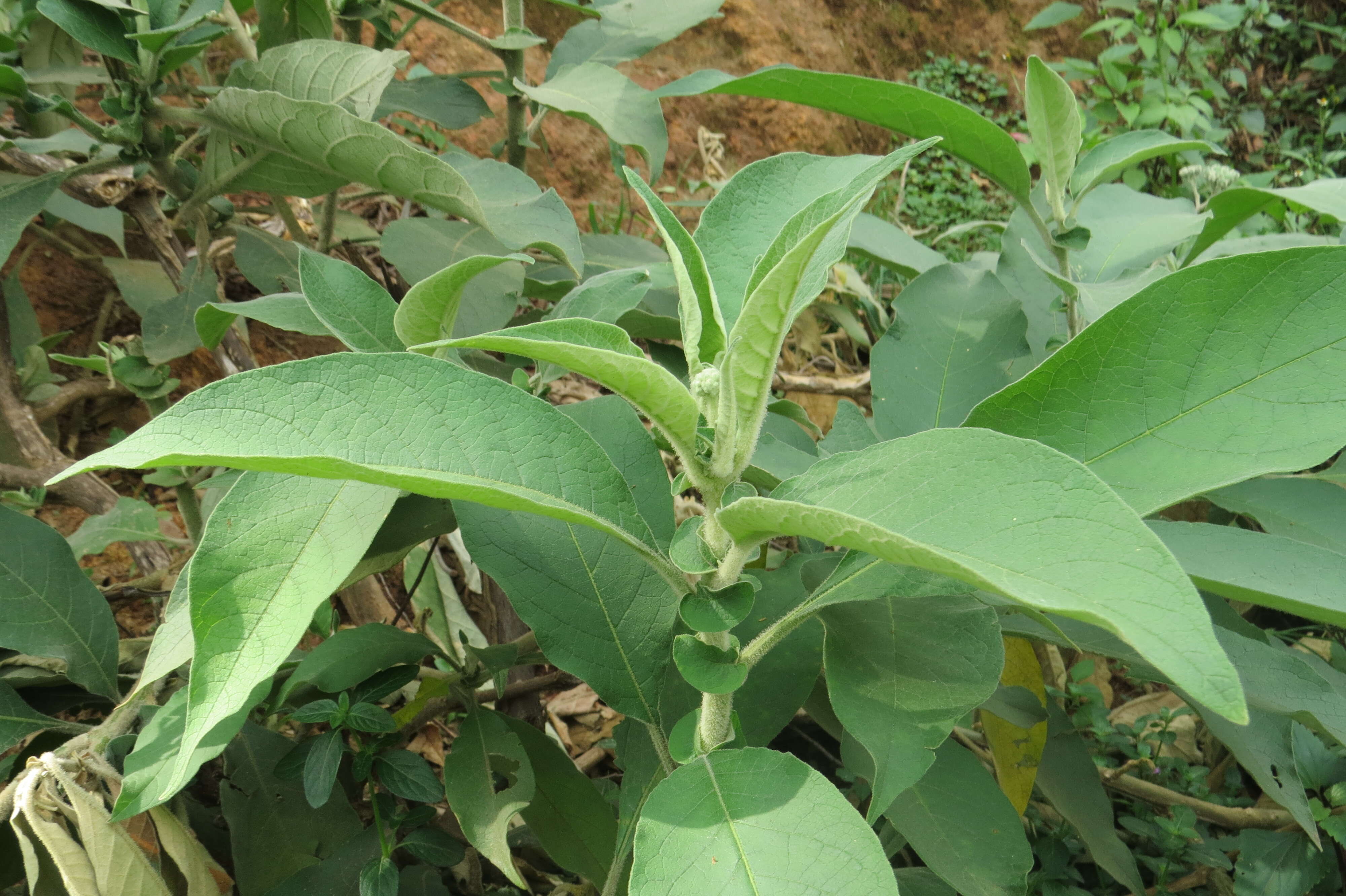 Image of earleaf nightshade