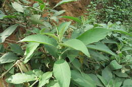 Image of earleaf nightshade