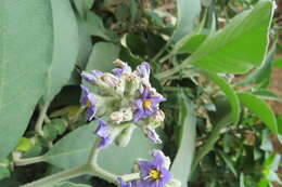 Image of earleaf nightshade