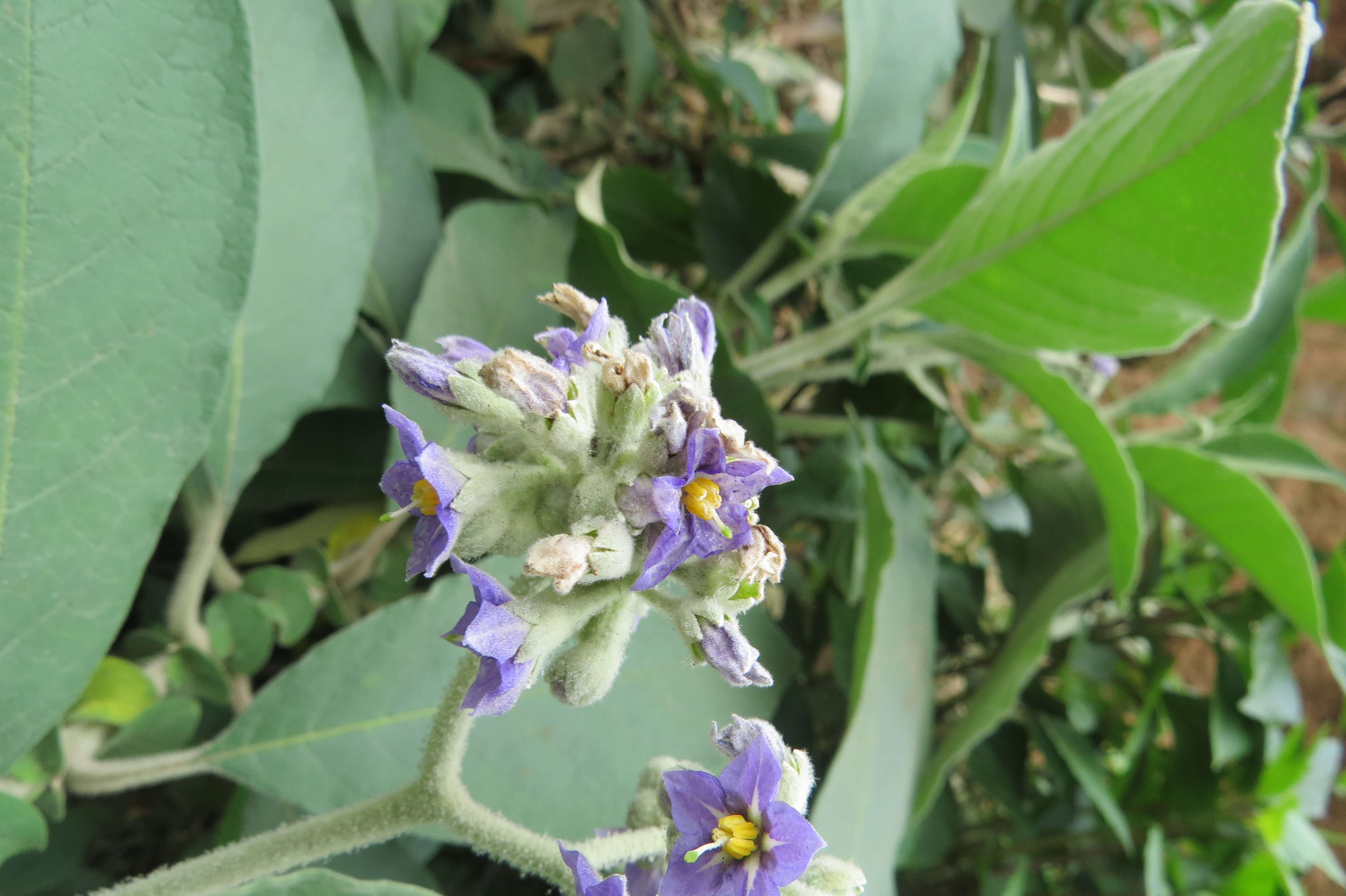 Image of earleaf nightshade