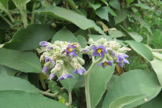 Imagem de Solanum mauritianum Scop.