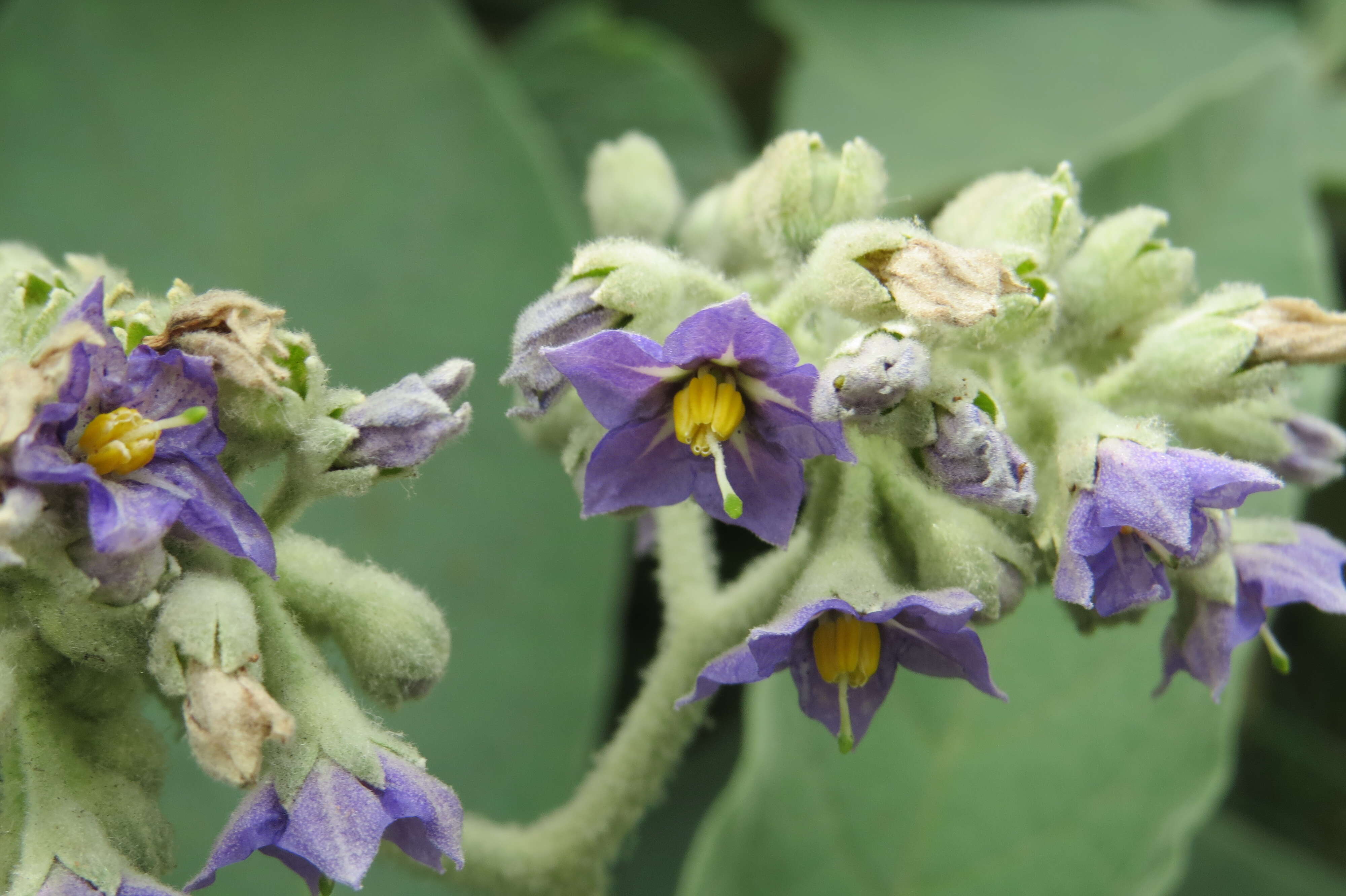 Image of earleaf nightshade