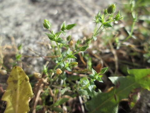 Image of Thyme-leaved Sandwort