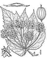 Image of American Cow-Parsnip