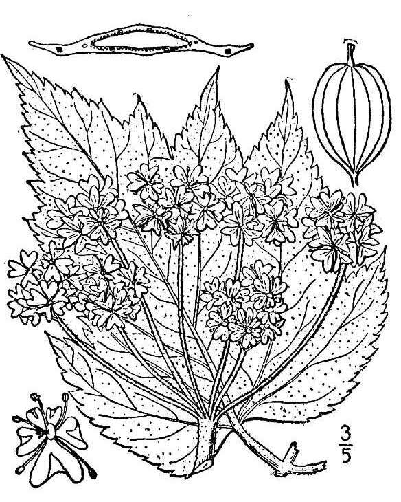 Plancia ëd Heracleum sphondylium subsp. montanum (Schleicher ex Gaudin) Briq.