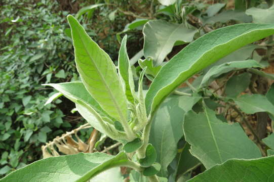 Image of earleaf nightshade