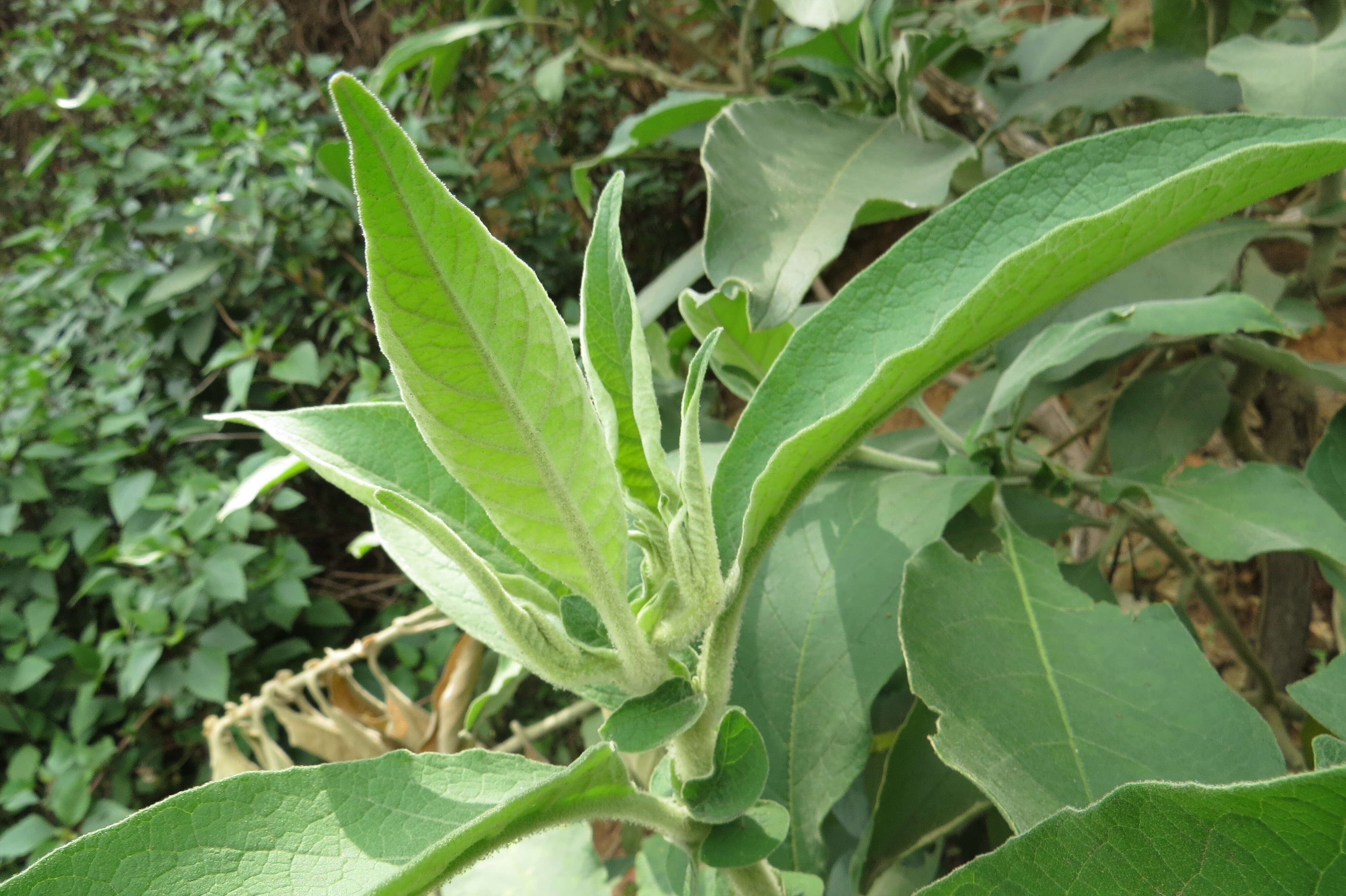 Image of earleaf nightshade