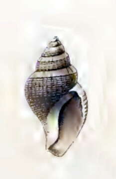 صورة Oenopota schantaricum (Middendorf 1849)