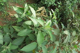 Image of earleaf nightshade