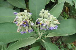 Image of earleaf nightshade