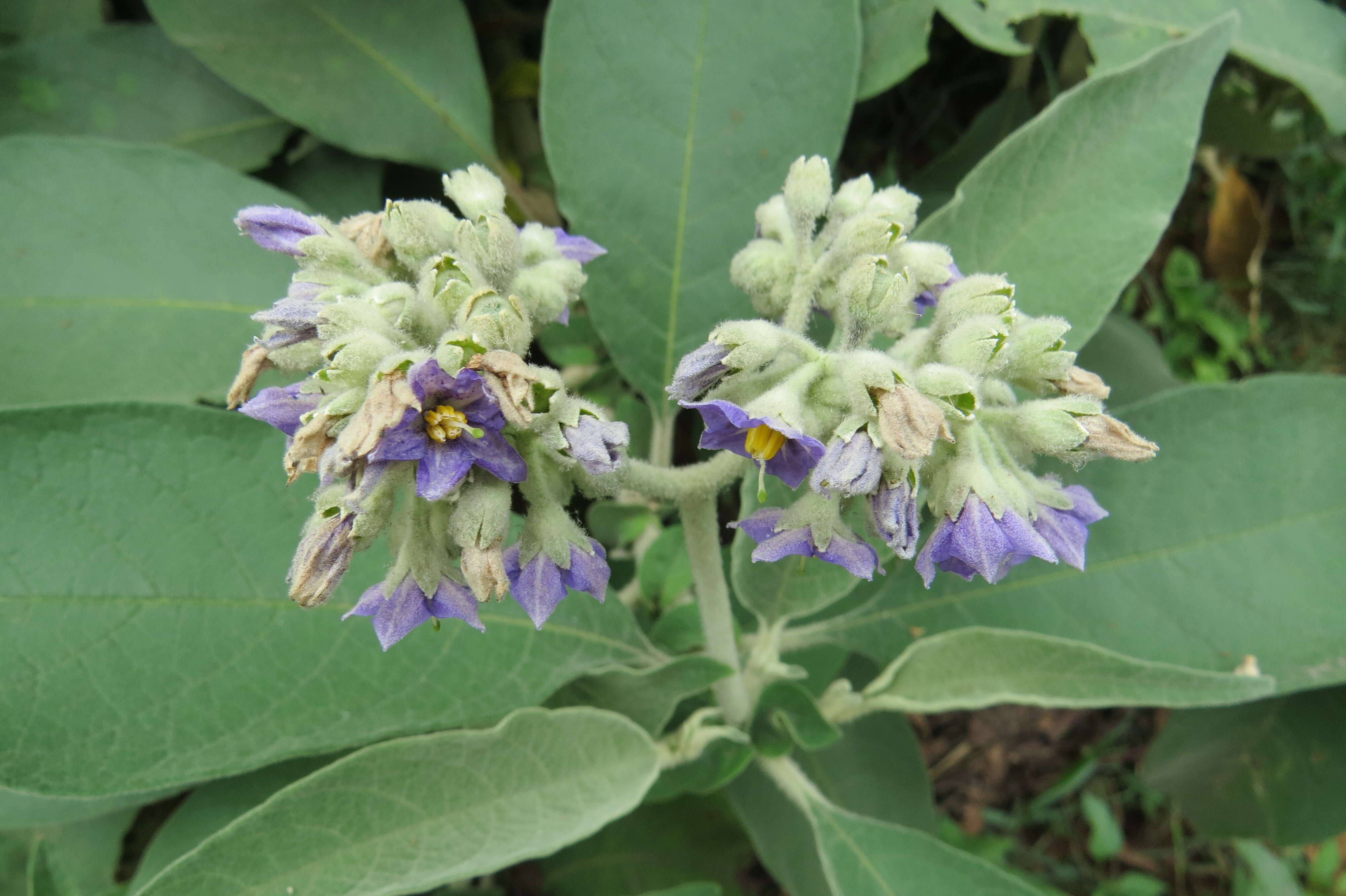 Image of earleaf nightshade