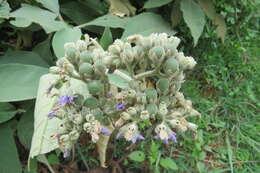 Image of earleaf nightshade