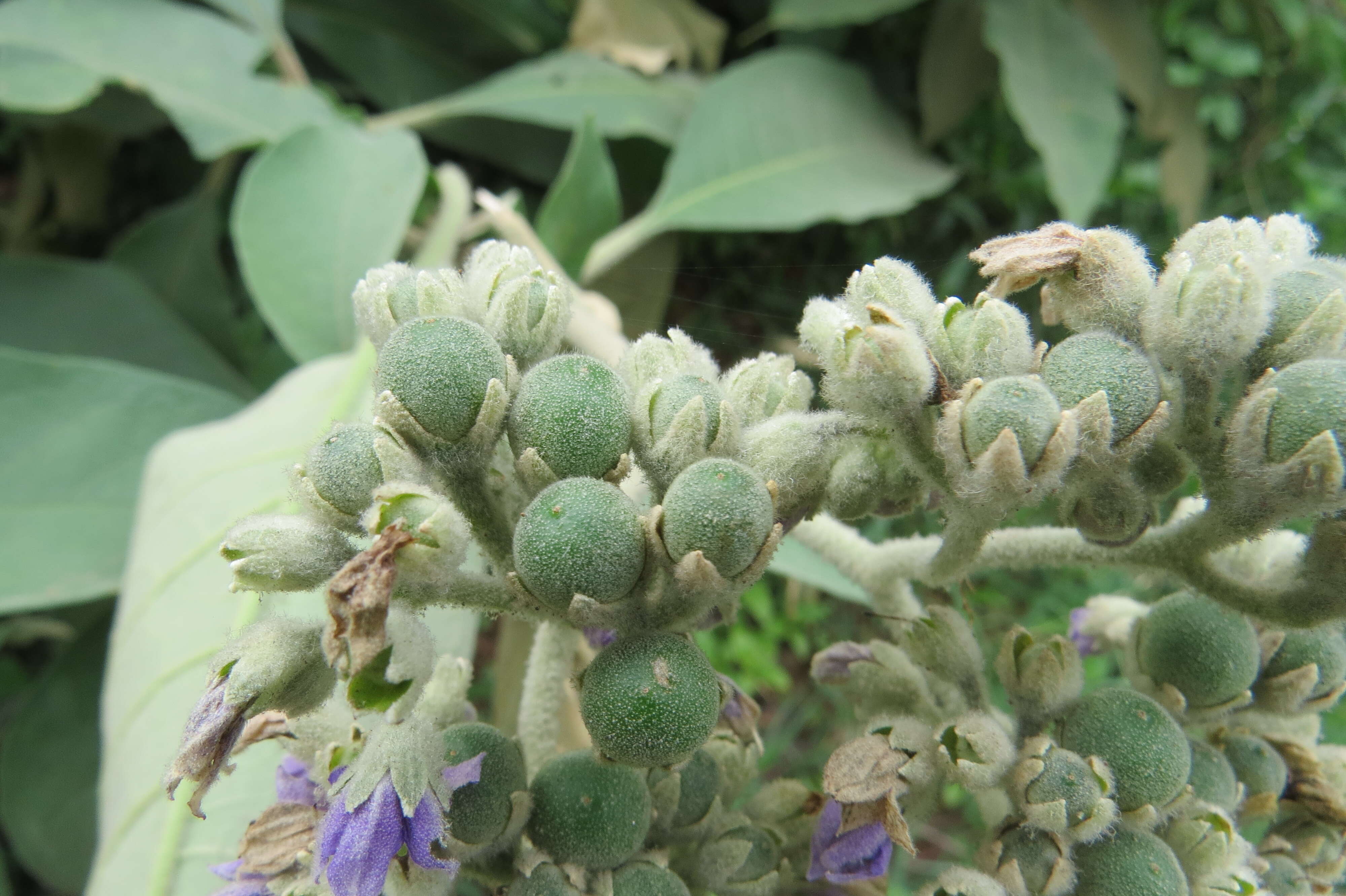 Image of earleaf nightshade