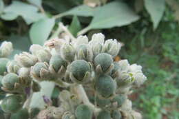 Image of earleaf nightshade